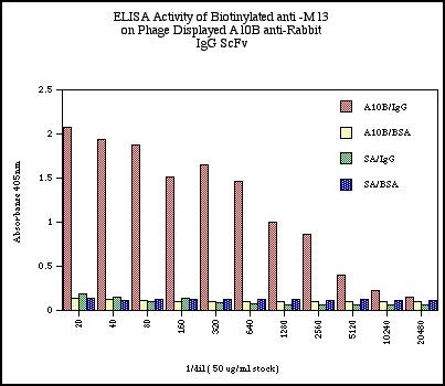 Data respresents absorbancy readings for A10B phage on rabbit IgG (A10B/IgG), A10B phage on BSA (A10B/BSA), streptavidin on rabbit IgG (SA/IgG) and streptavidin on BSA (SA/BSA) for each dilution of biotinylated anti-M13 monoclonal antibody.